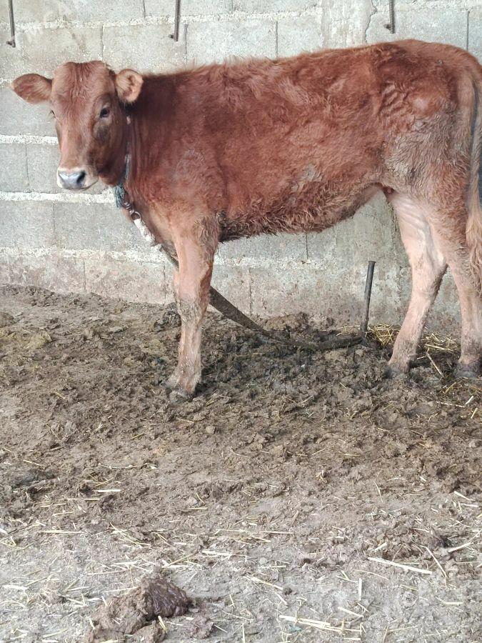 tüwe - Бахарден - img 1