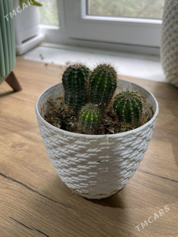 комнатные цеты /oy ucin guller - Ашхабад - img 1