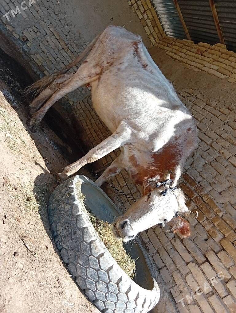 oy haywanlar uly goleli sygyr - Байрамали - img 1