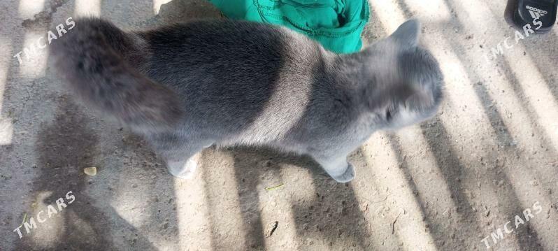 pisik - Туркменабат - img 1