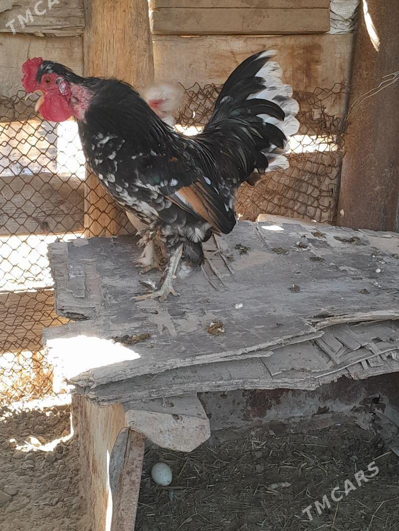 Karlik - Mary - img 1