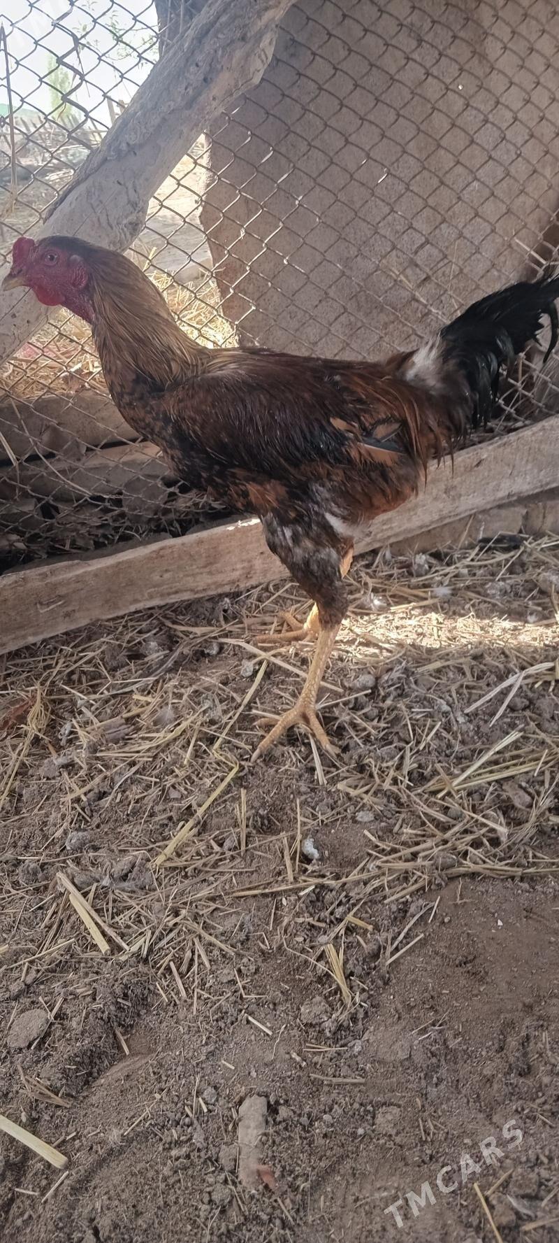 Bayes horaz - Дянев - img 1