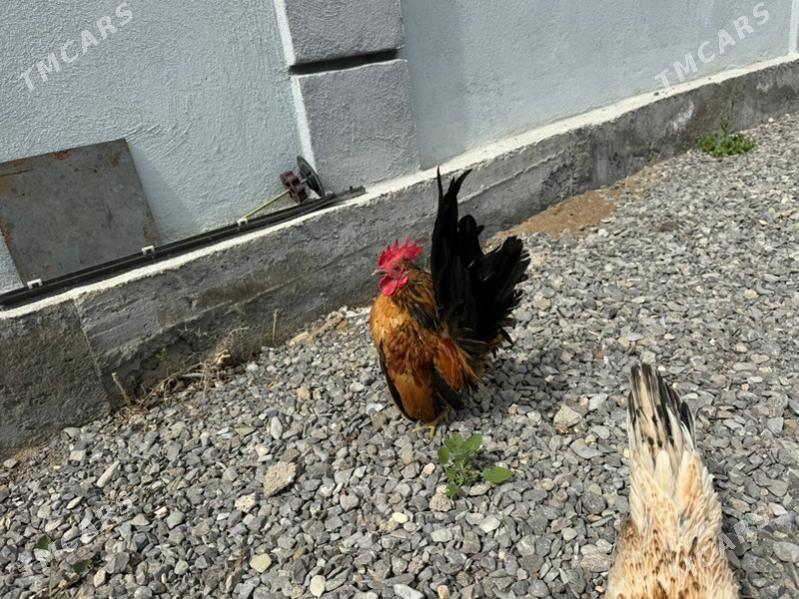 serama - Чоганлы - img 1