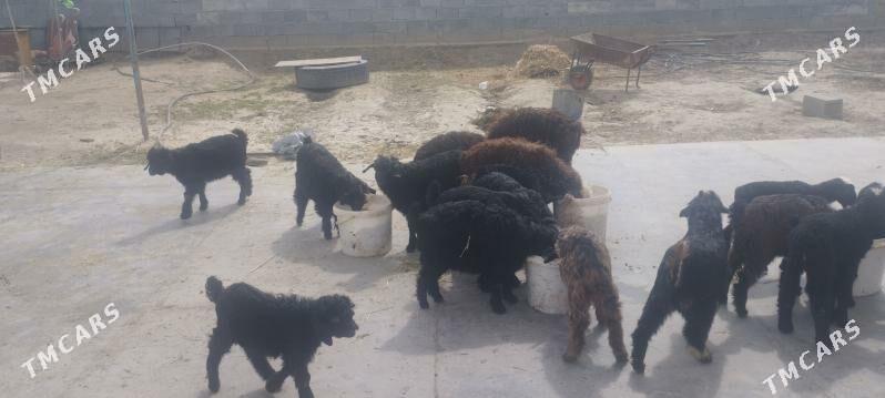 OWLAK GUZYLAR - Gökdepe - img 1