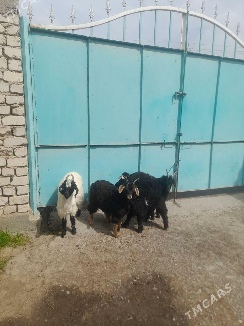 cebis - Garadamak Şor - img 1