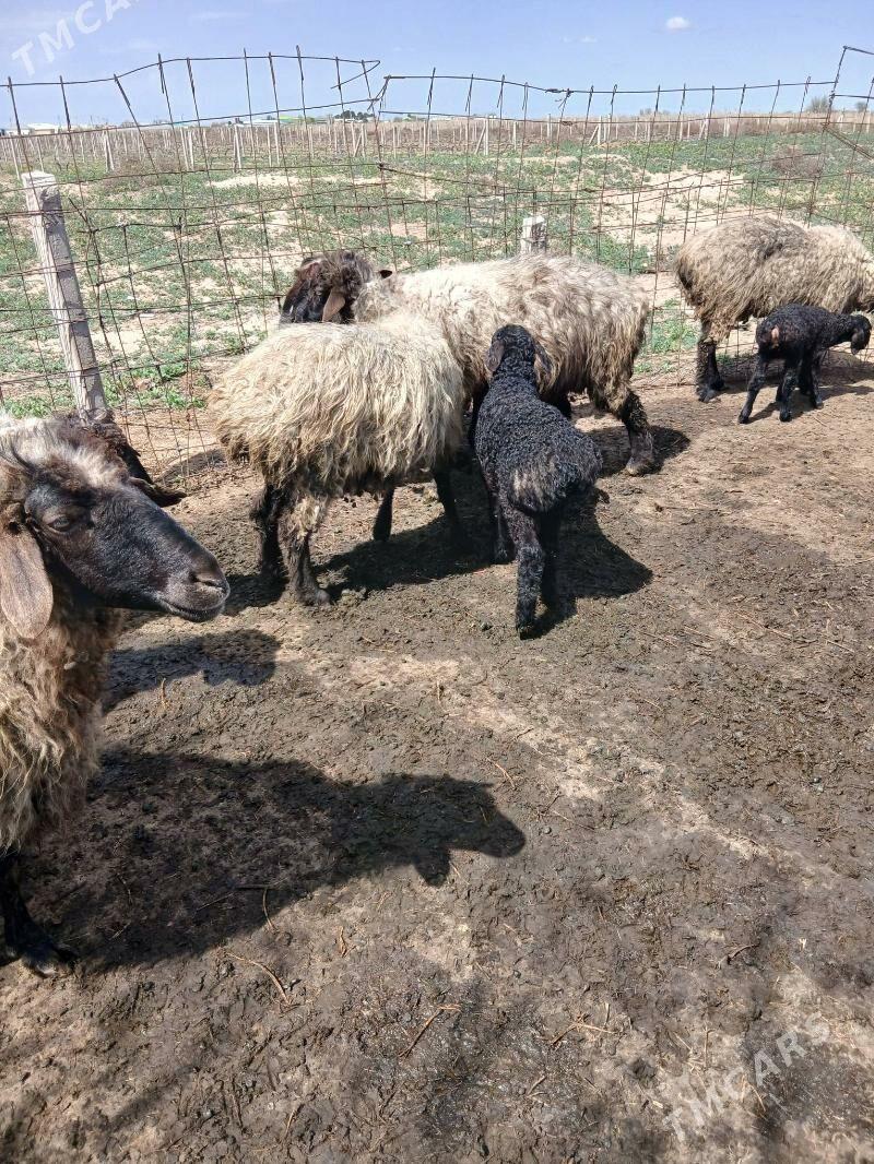 guzuly goyun - Бузмеин - img 1