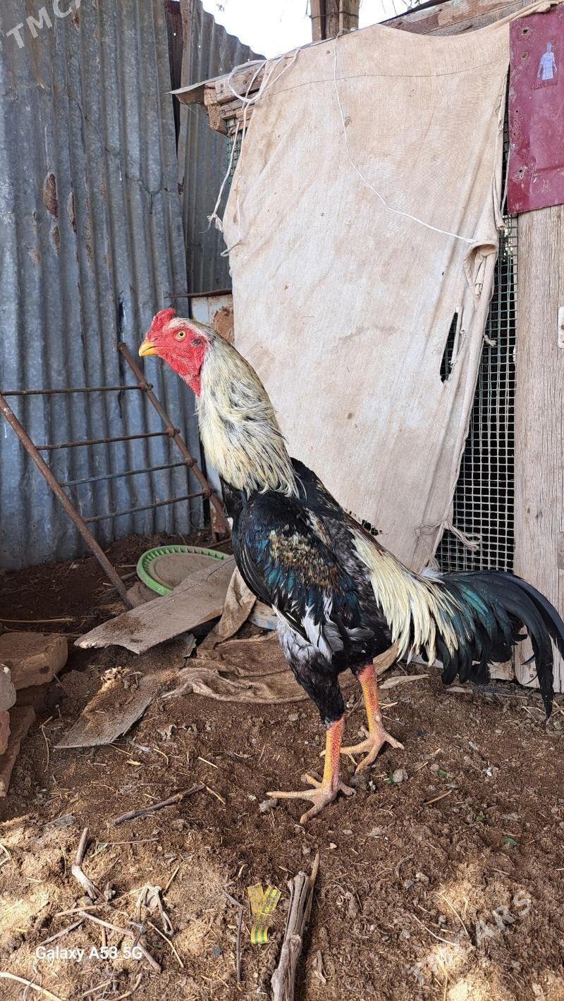 juje - Сакар - img 1