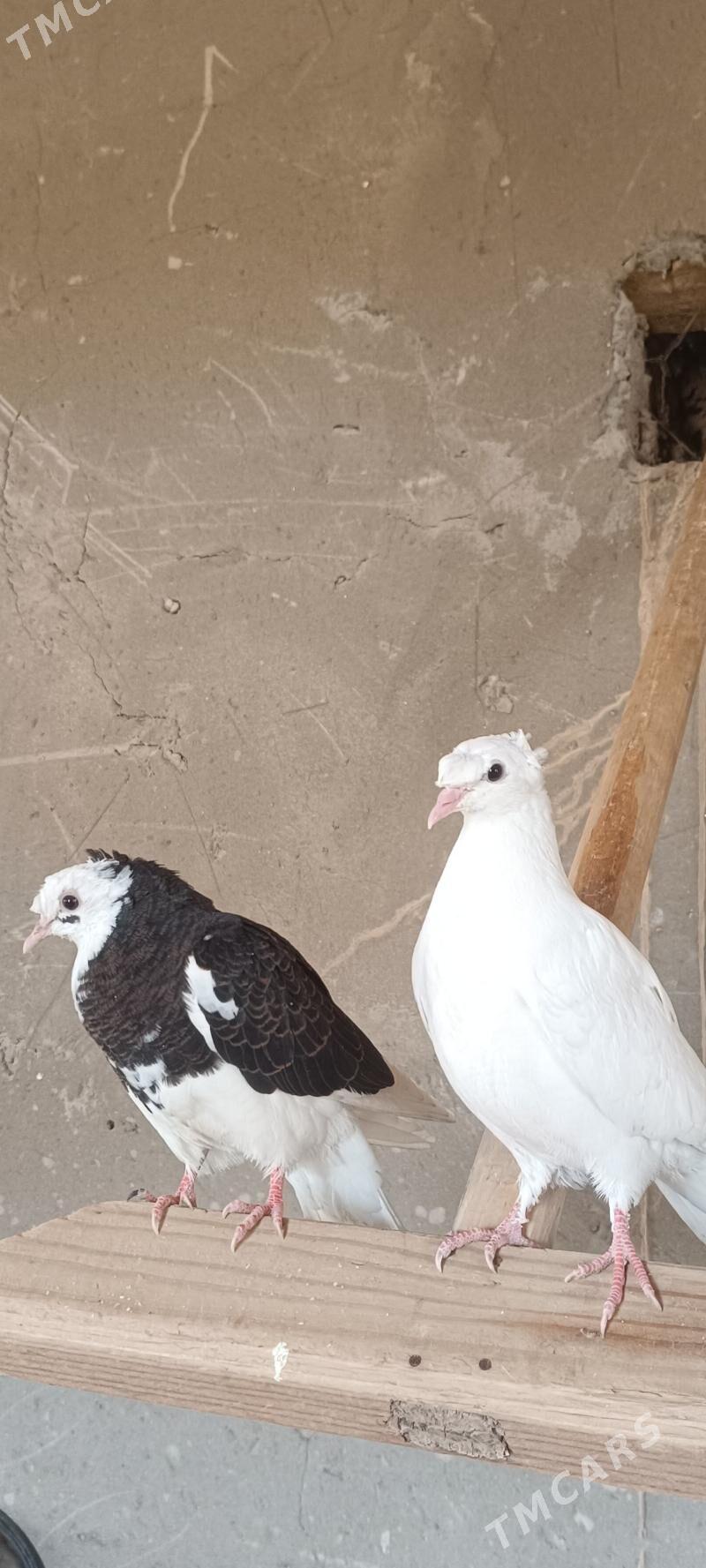 Kepderi ak.gara-ala. - Mary - img 1