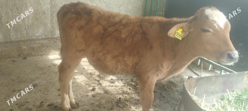 Gibrit Galşteýn Öküzçe - Gökdepe - img 1