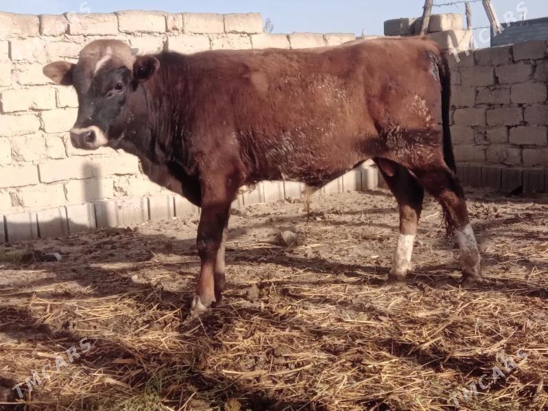 ökuz tuwe - Bäherden - img 1