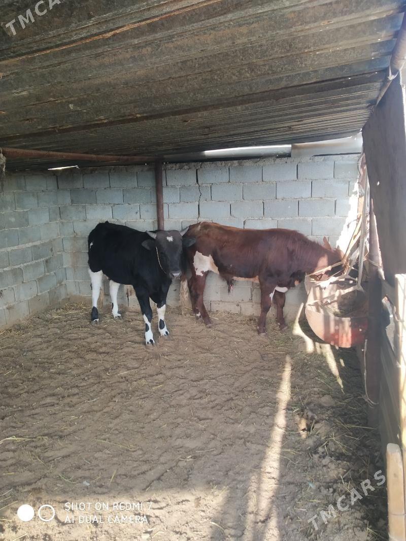 öküzler - Türkmenbaşy - img 1