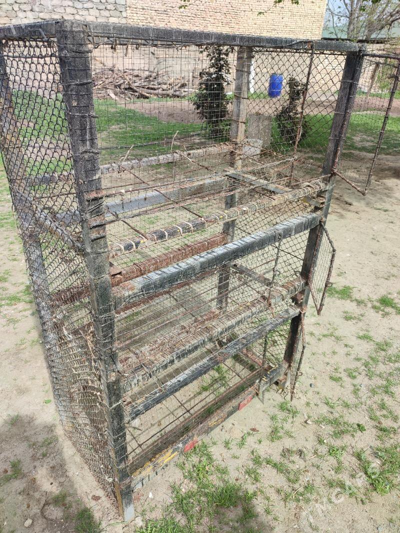 juje ketek - Кëши - img 1