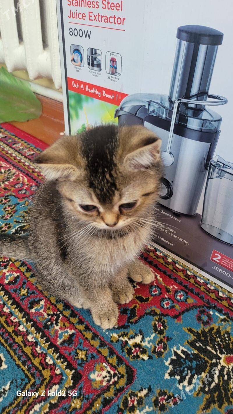 piśijek - Ашхабад - img 1