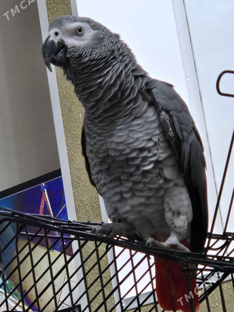 jako - Ашхабад - img 1