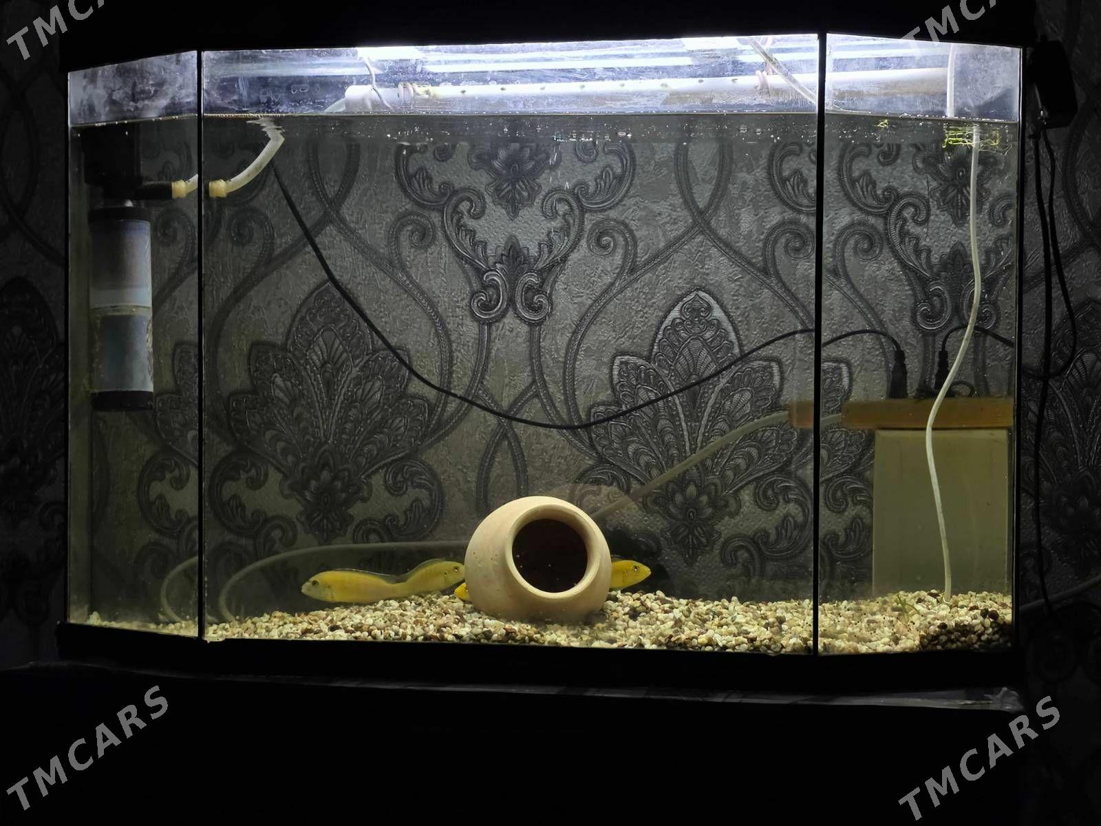 Аквариум с цихлидами - Daşoguz - img 1