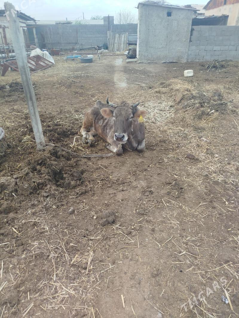 gysyr sygyr - Ак-Бугдайский этрап - img 1