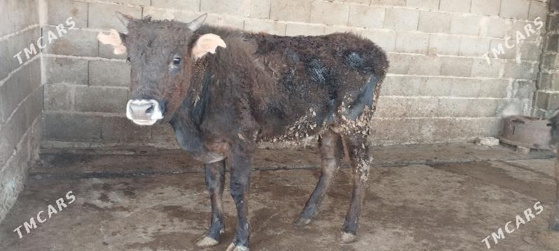 okuz - Гызыларбат - img 1