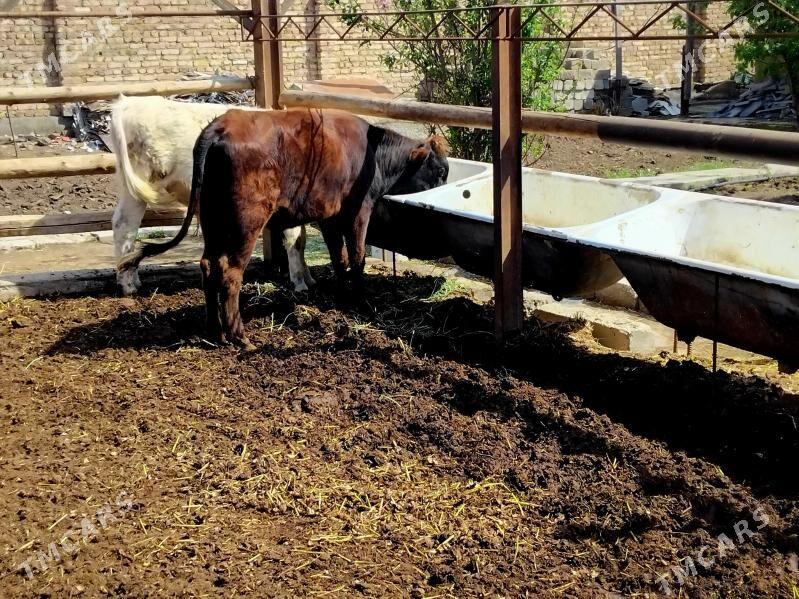 окуз - Türkmenabat - img 1