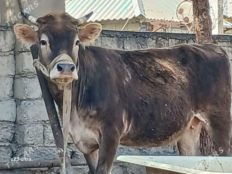 bakylan tuwe - Aşgabat - img 1