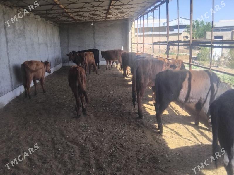 Göleler - Murgap - img 1