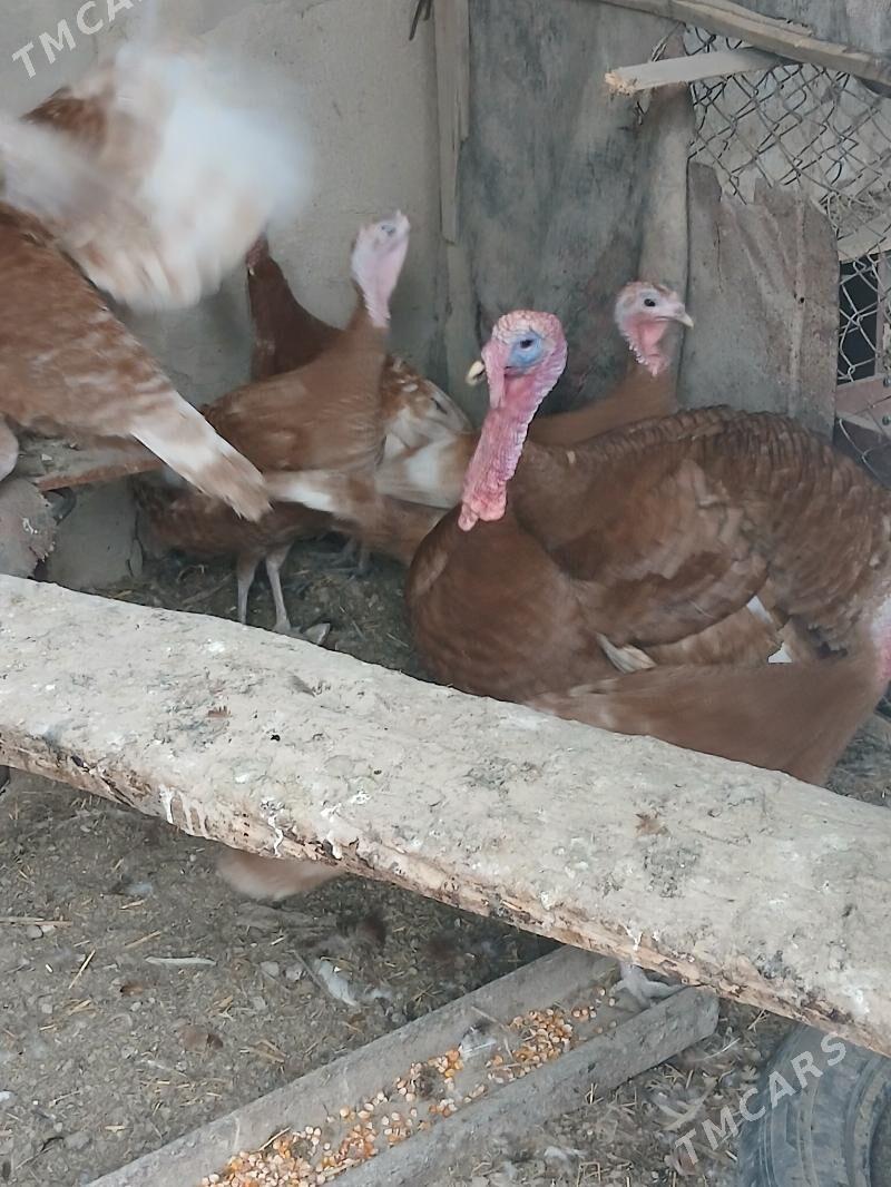 induk owgan - Кака - img 1