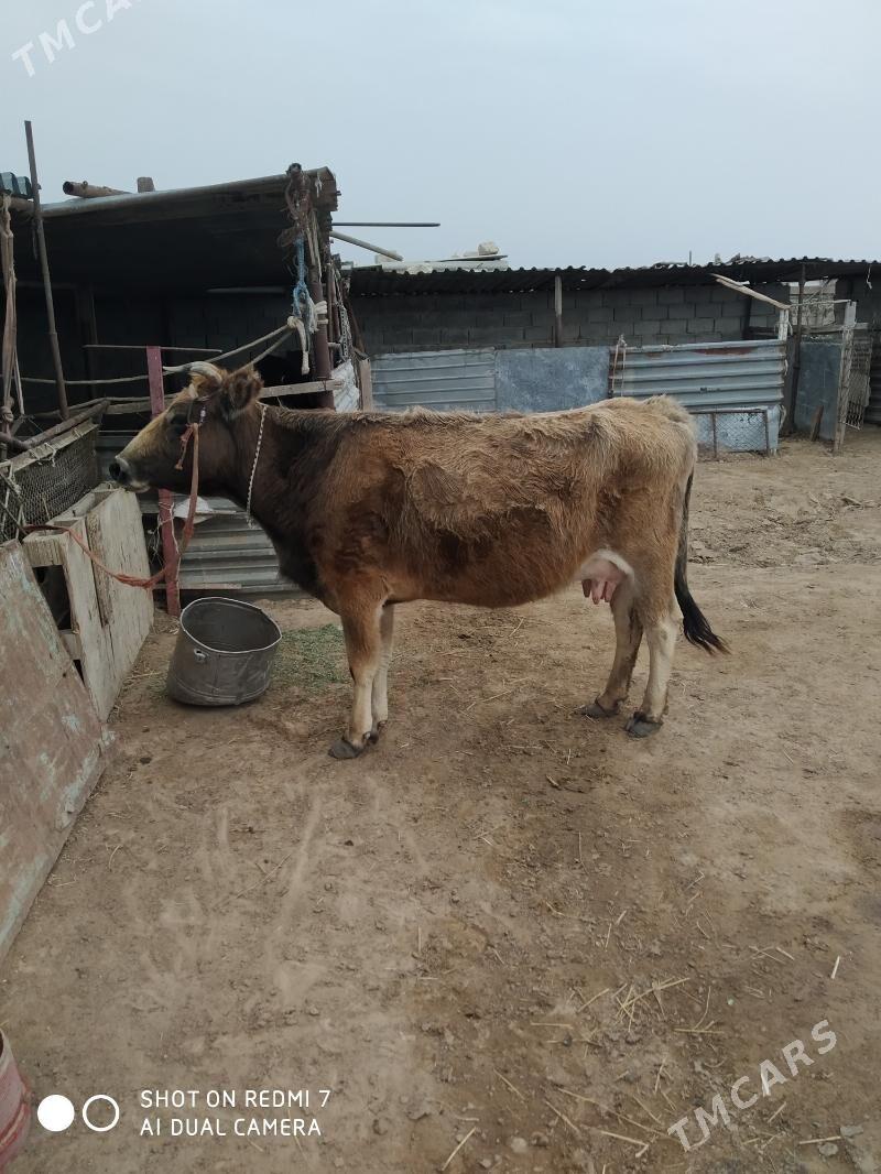 göleli sygyr - Туркменбаши - img 1