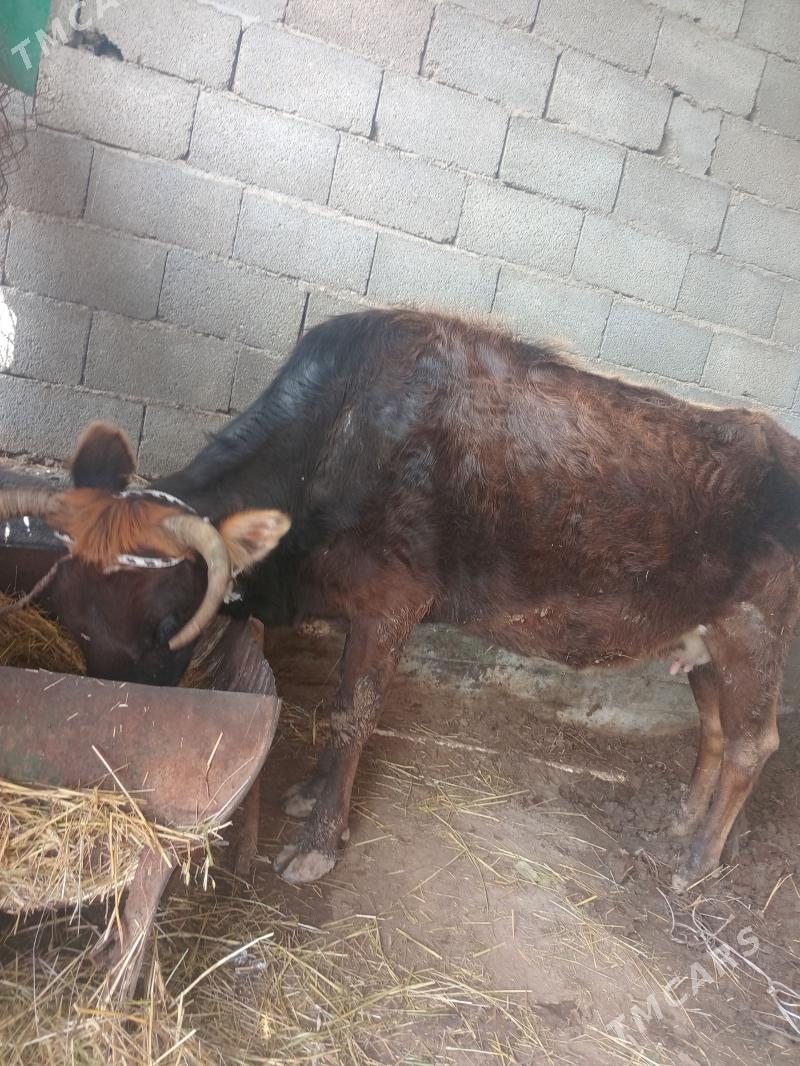 Sygyr - Бузмеин - img 1