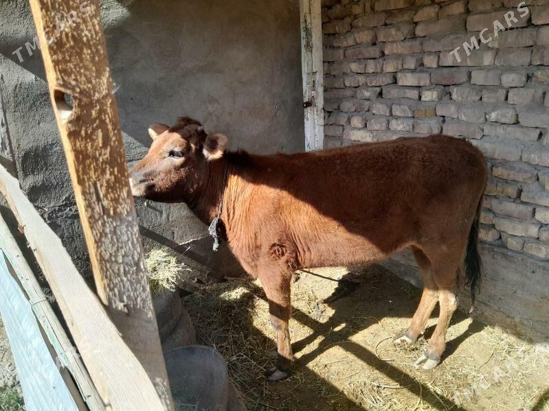 Tuwe - Tejen - img 1