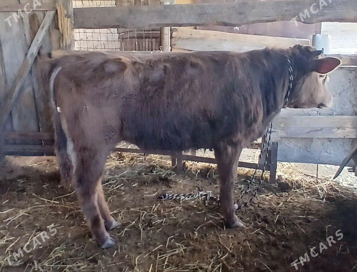 Okuz - Büzmeýin - img 1