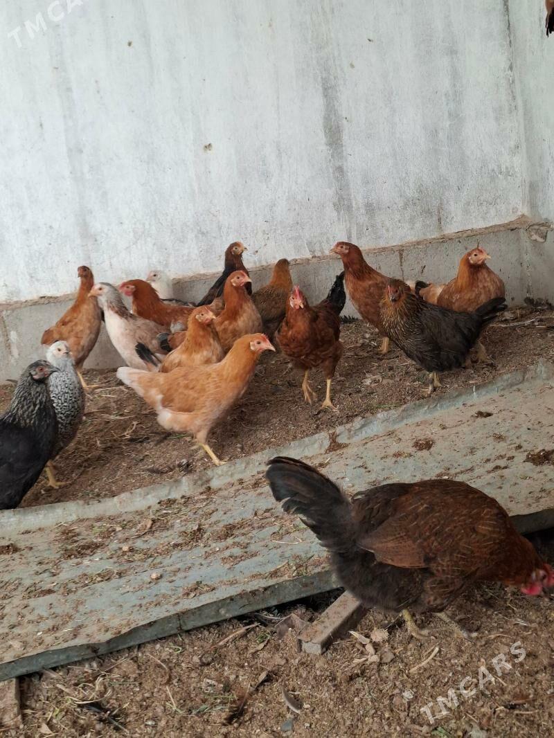 towuk - Babadaýhan - img 1