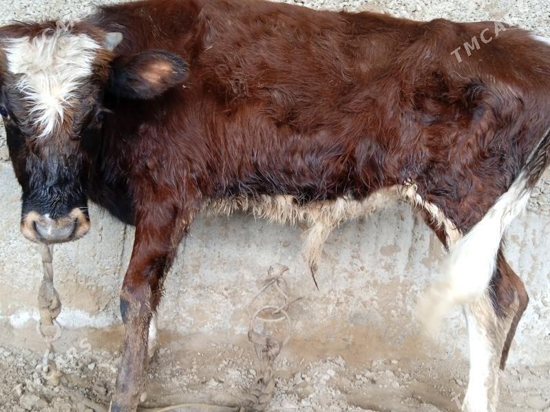 OKUZ - Херрикгала - img 1