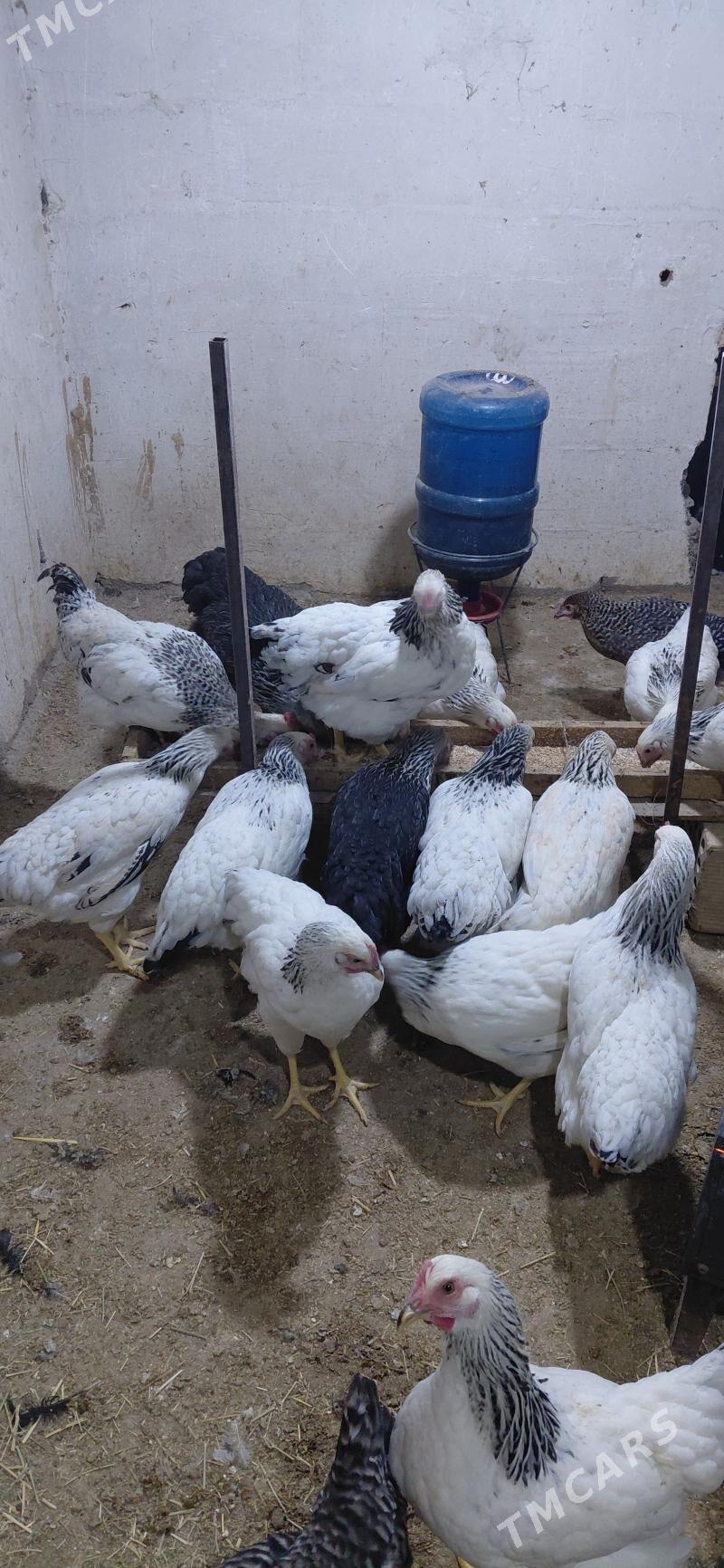 towuk - Aşgabat - img 1