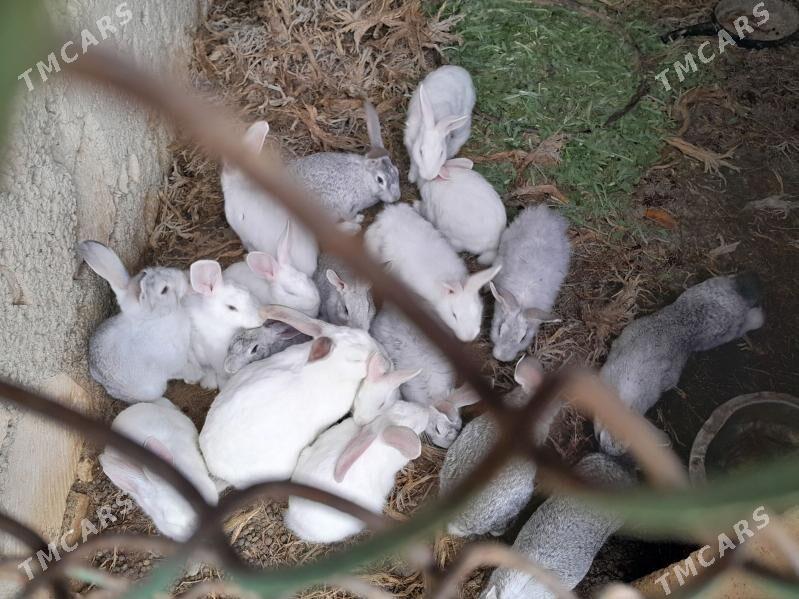 Polvelikan towşanlar - Türkmenbaşy - img 1