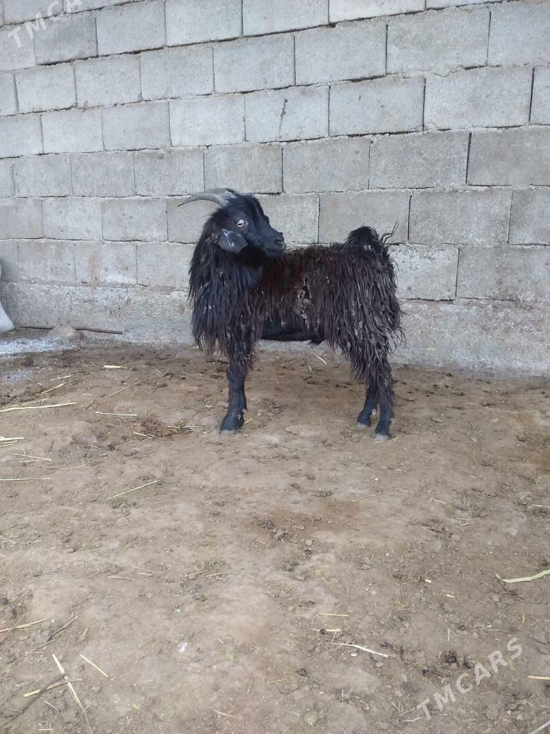 Erkeç - Gökdepe - img 1