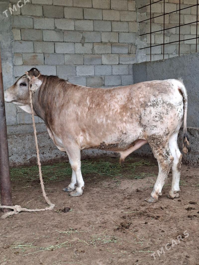 OKZ BAKYLAN - Änew - img 1