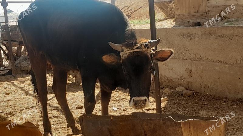 Goleli sygyr - Mary - img 1