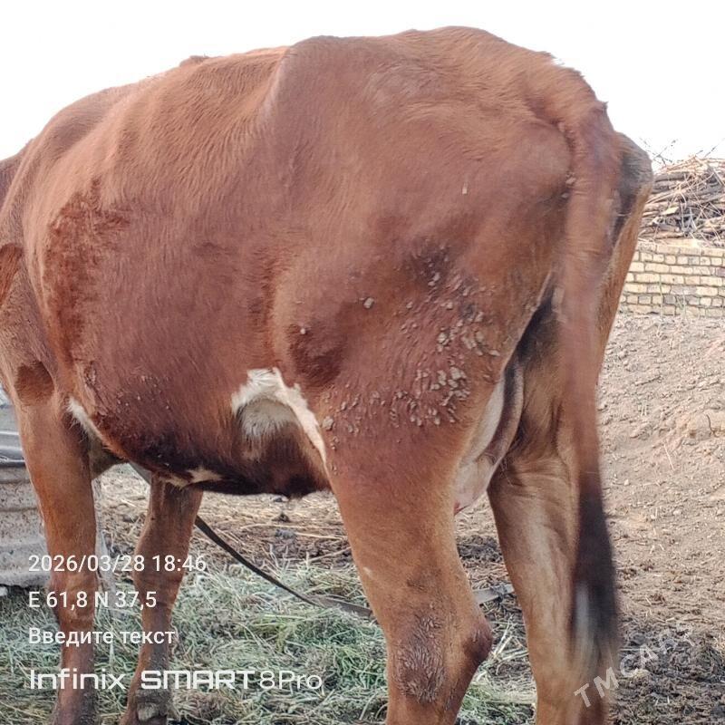 Sygyr - Мары - img 1