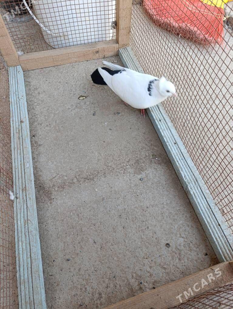 kepderi - Wekilbazar - img 1