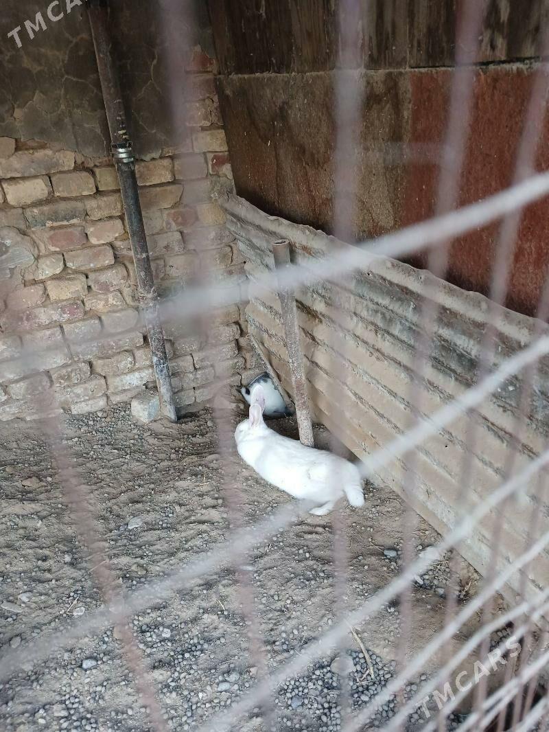 towsan - Aşgabat - img 1