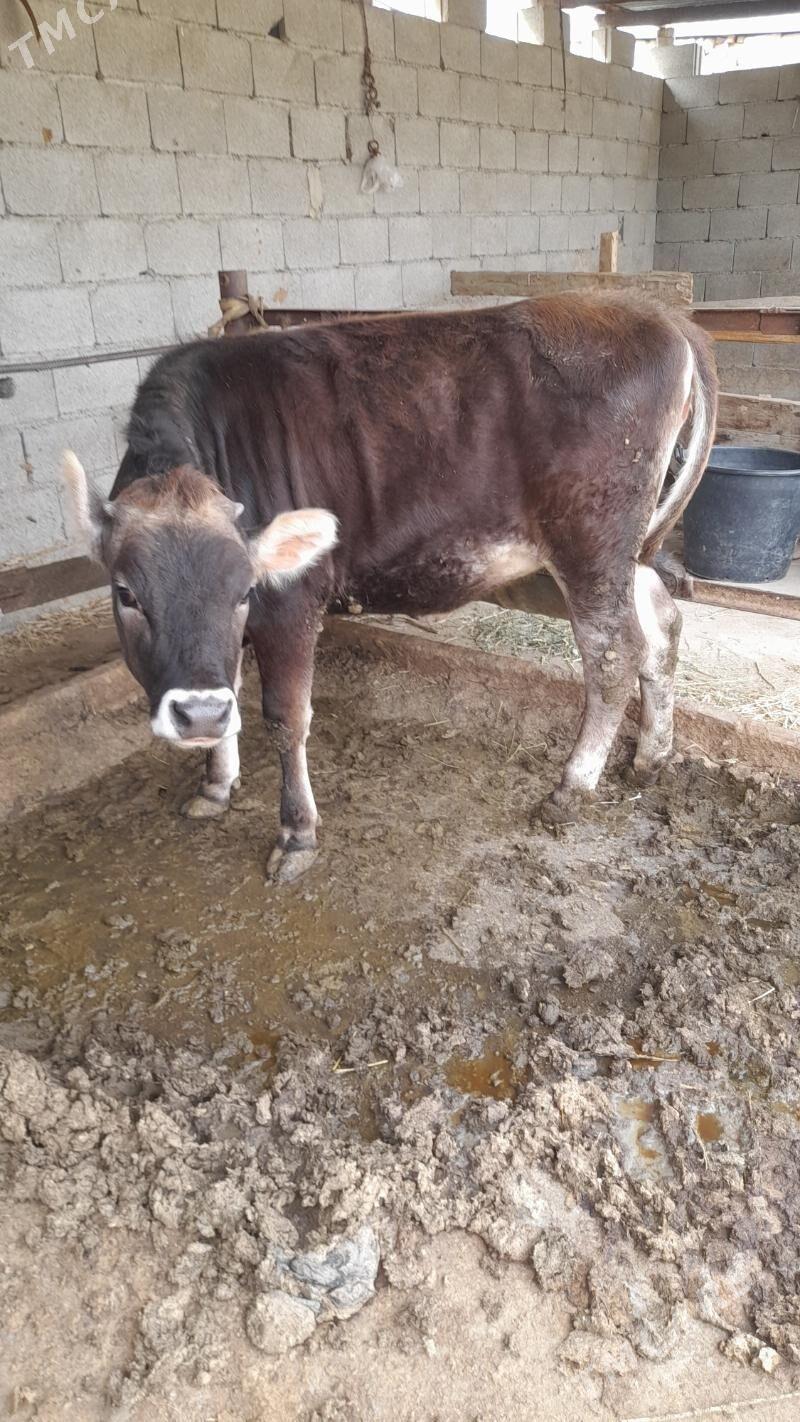 tüwe - Бахарден - img 1