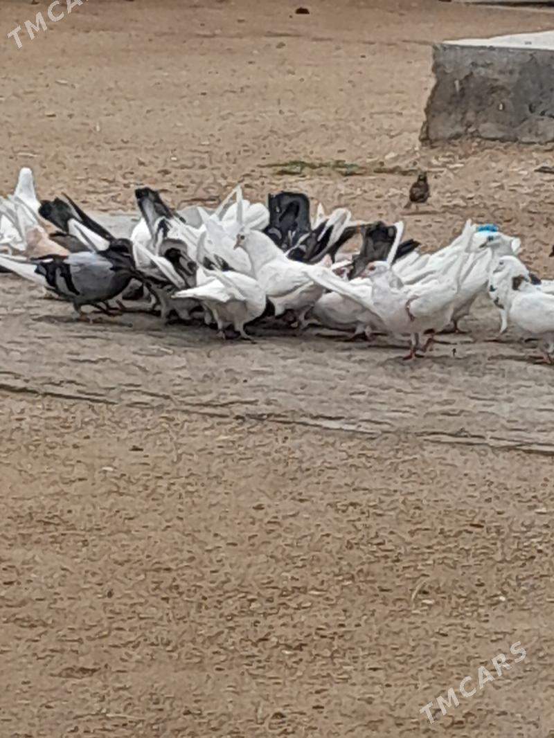 kepderi - Balkanabat - img 1