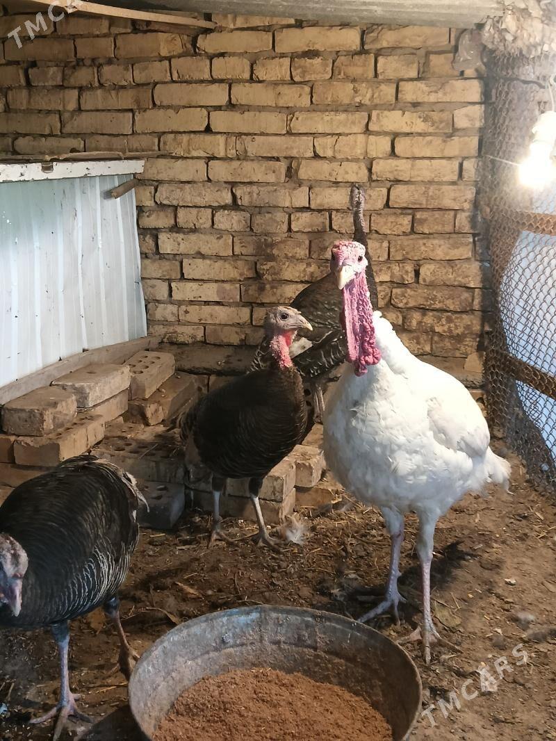 induk - Векильбазар - img 1