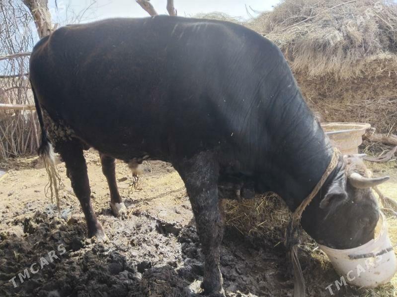 okuz - Babadaýhan - img 1