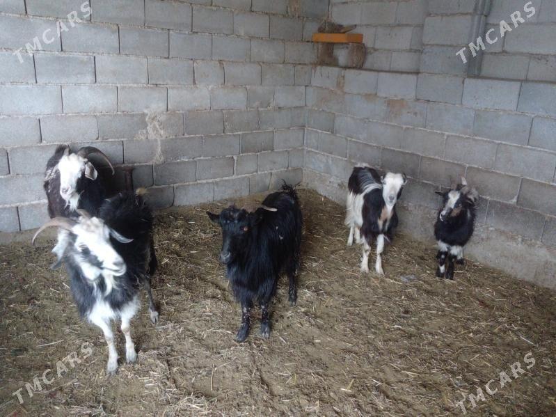 GEÇI - Bäherden - img 1