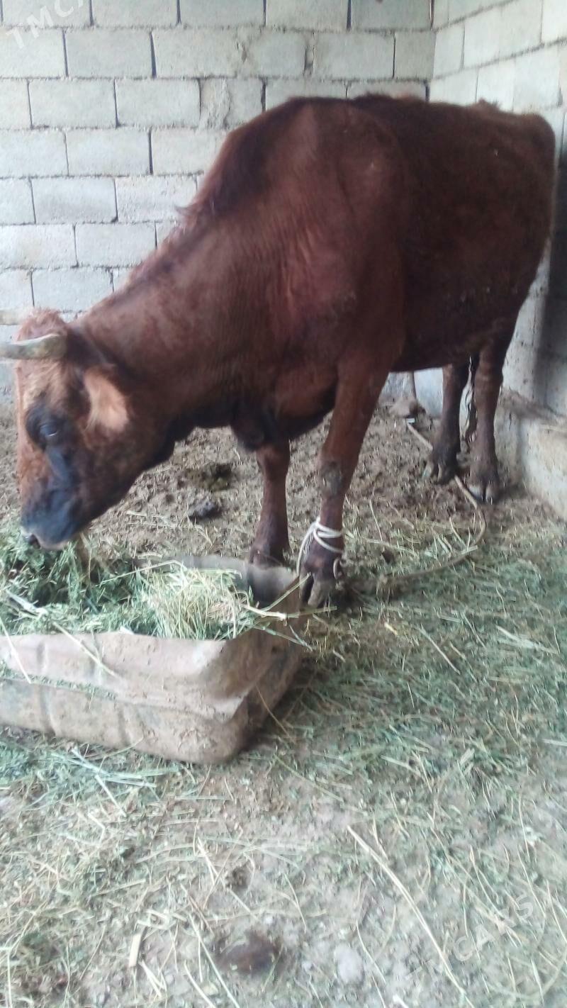 GYSYR SYGYR - Теджен - img 1