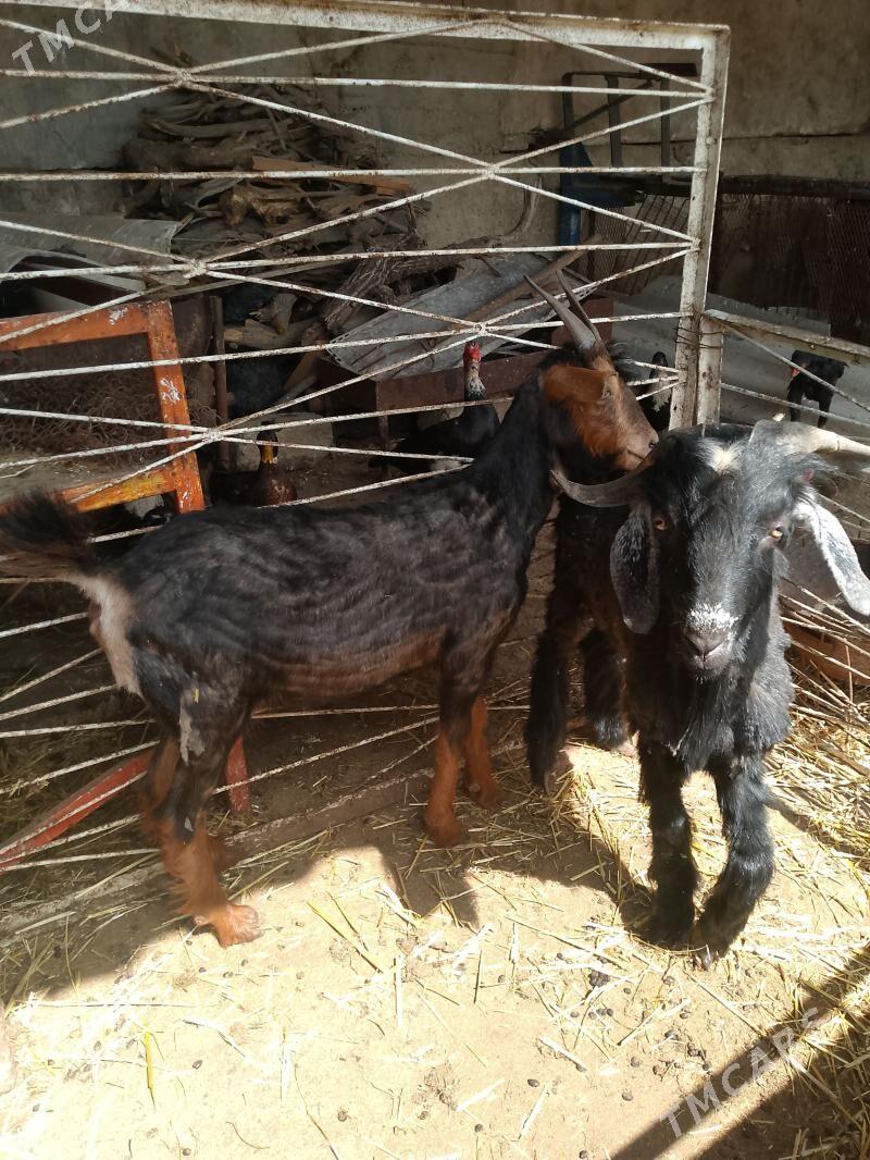 cebis - Aşgabat - img 1