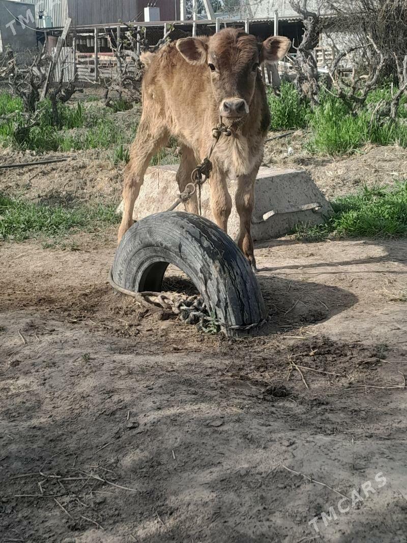 okuz - Gökdepe - img 1