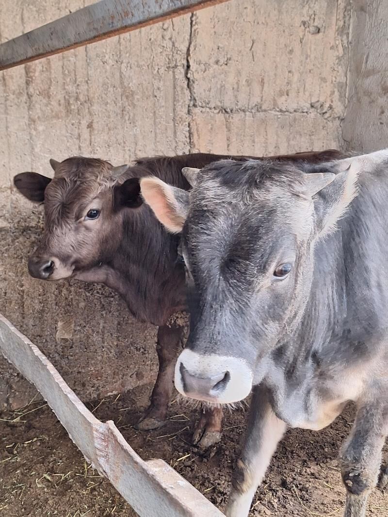 Okuz - Ашхабад - img 1