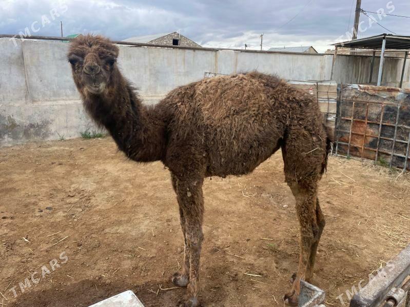 Torum - Туркменбаши - img 1