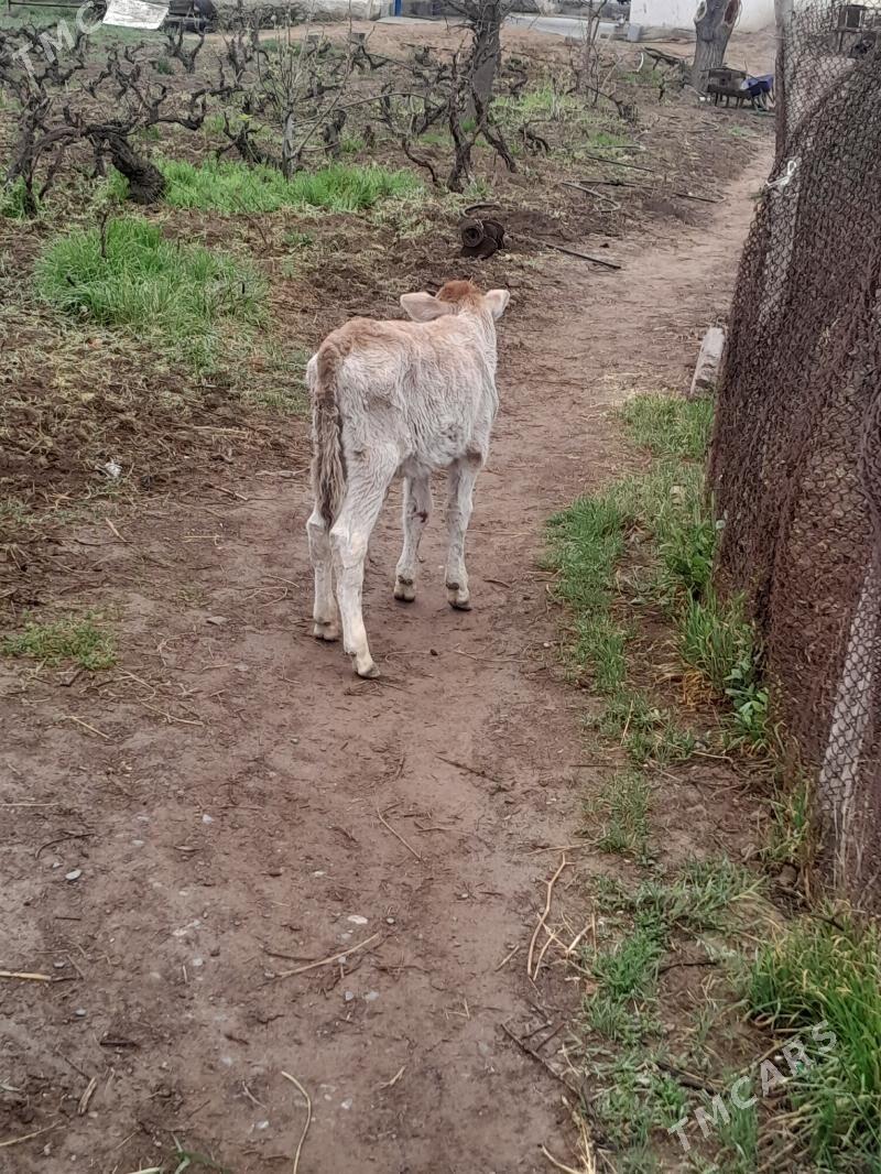 okuzce - Гёкдепе - img 1